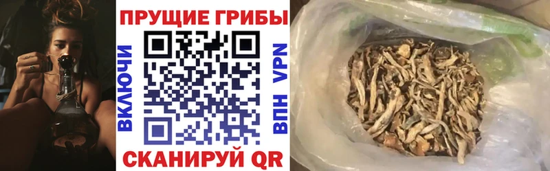Купить где  Нарткала  Галлюциногенные грибы Psilocybe 
